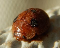 Trachymela sjoestedti