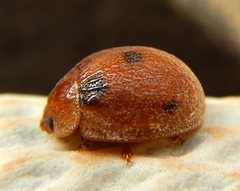 Trachymela sjoestedti