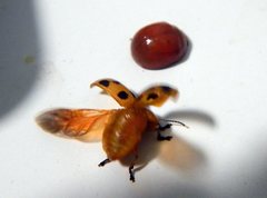 Paropsisterna octomaculata