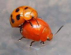 Paropsisterna octomaculata