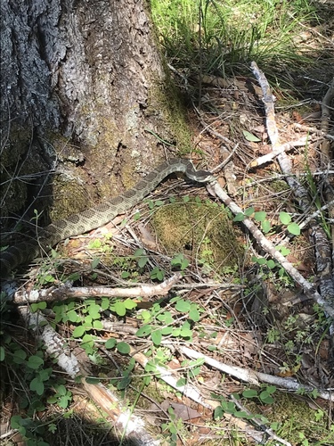 iNaturalist observation photo of Northern Pacific Rattlesnake