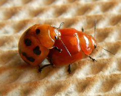 Paropsisterna octomaculata