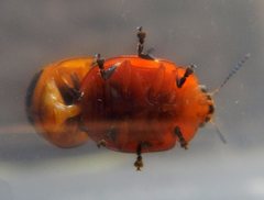 Paropsisterna octomaculata