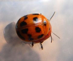 Paropsisterna octomaculata