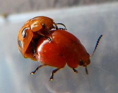 Paropsisterna octomaculata