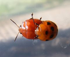 Paropsisterna octomaculata