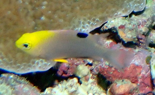 Chrysiptera talboti