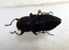 Merimna atrata