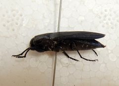 Merimna atrata