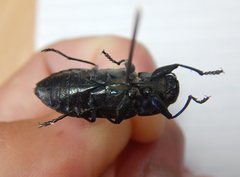 Merimna atrata