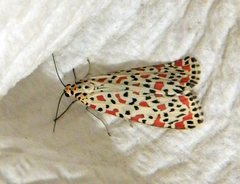 Utetheisa lotrix