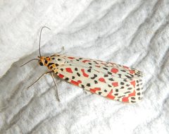 Utetheisa lotrix