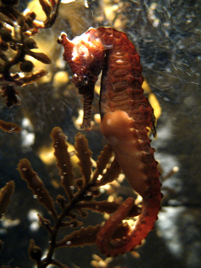West Australian Seahorse (Seahorses of the World) · iNaturalist