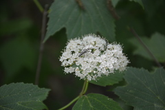 Lepturini