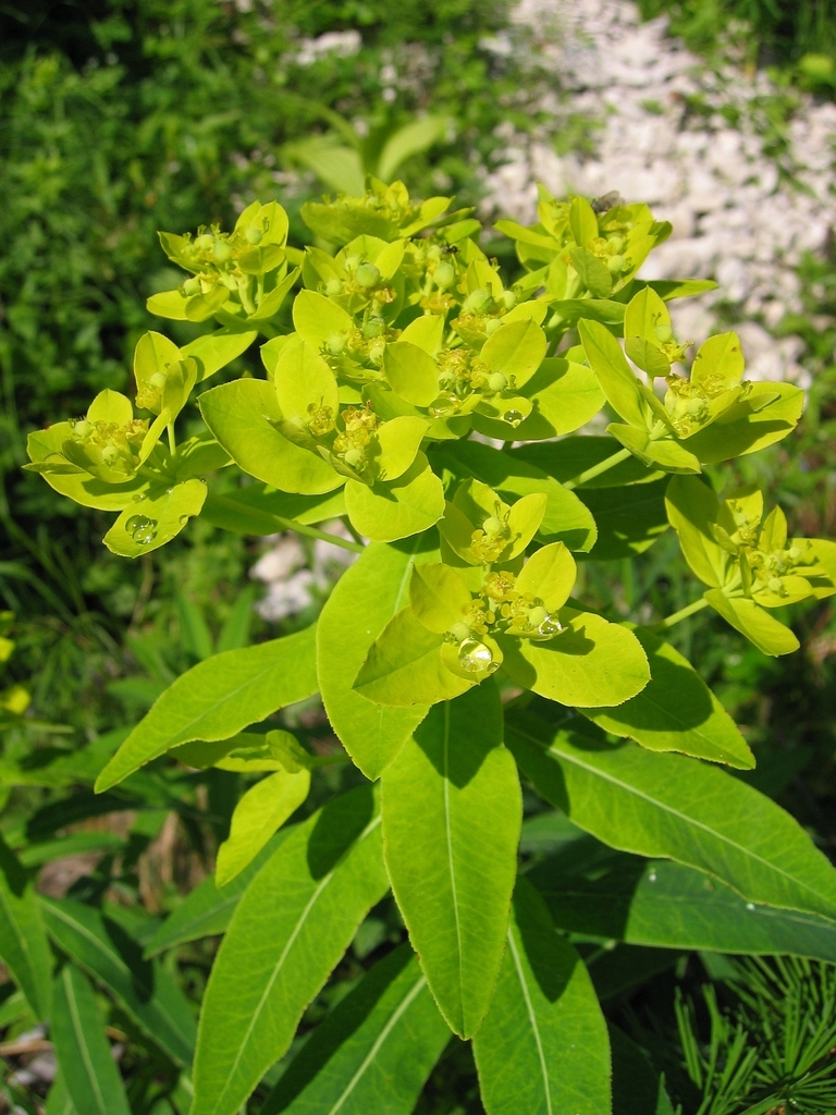 Austrian Spurge