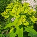 Euphorbia austriaca - Photo (c) User:Tigerente, algunos derechos reservados (CC BY-SA)