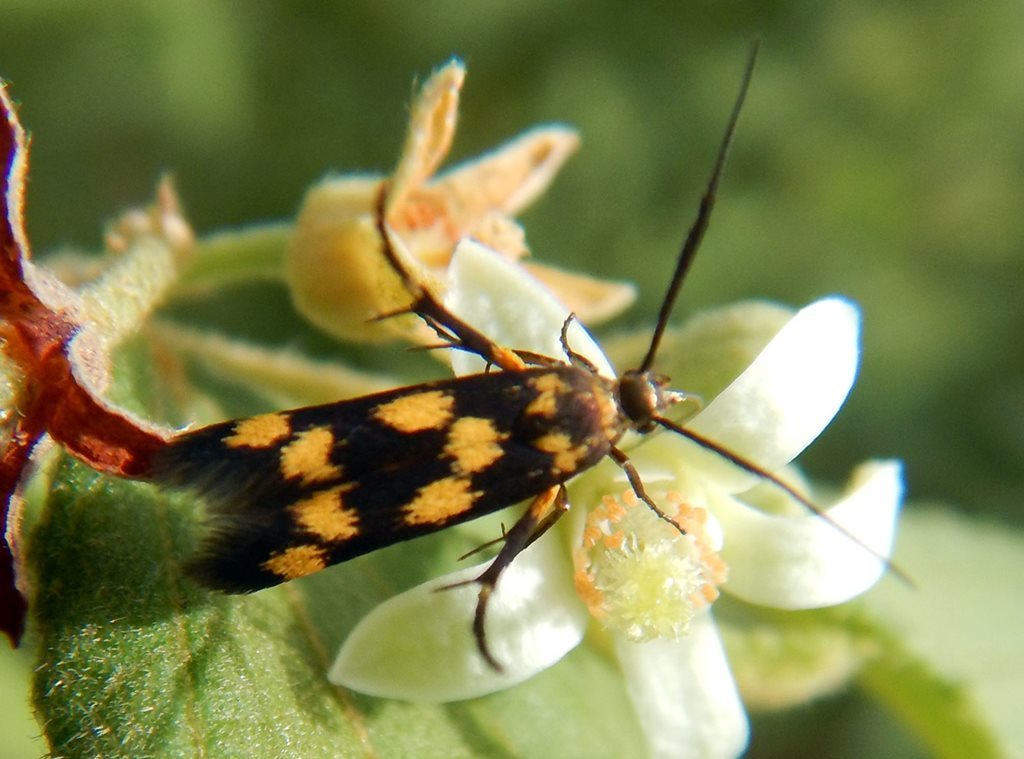 Eretmocera chrysias