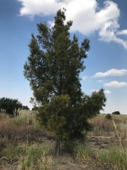 Casuarina cunninghamiana