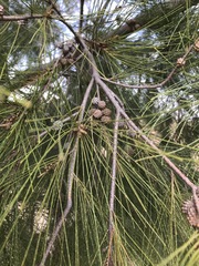 Casuarina cunninghamiana