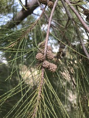 Casuarina cunninghamiana