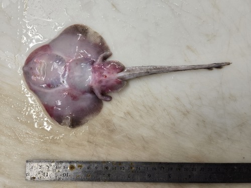 Round skate (Rajella fyllae) — Rajidae — 4