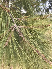 Casuarina cunninghamiana