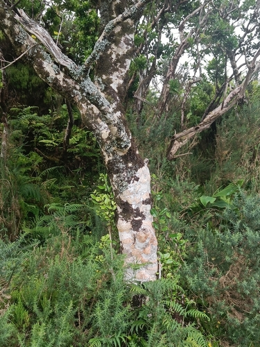 Madeira Holly