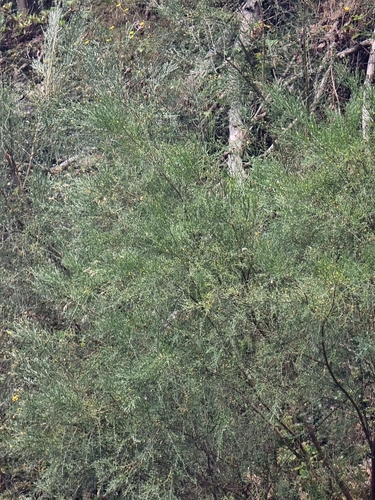 Image of Genista tenera by (c) Vítor Jorge, some rights reserved (CC BY)