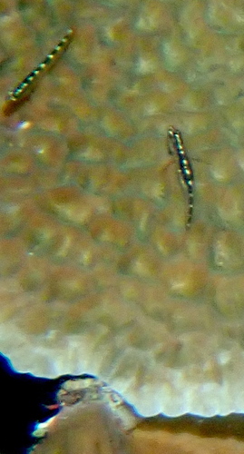 Eviota sebreei