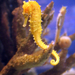 Zebra Seahorse - Photo (c) Quinn Dombrowski, some rights reserved (CC BY-NC-SA)