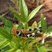 Zebratula flavonigra - Photo (c) simono, some rights reserved (CC BY-NC), uploaded by simono