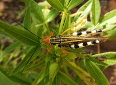 Zebratula flavonigra
