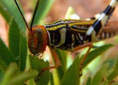 Zebratula flavonigra