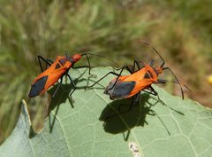 Aulacosternum nigrorubrum