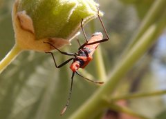 Aulacosternum nigrorubrum
