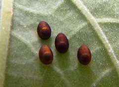 Aulacosternum nigrorubrum