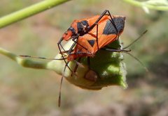 Aulacosternum nigrorubrum