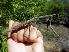 Austrovates variegata