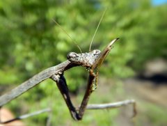 Austrovates variegata