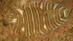 Banded Sole photo 1