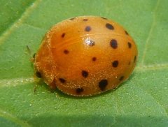 Henosepilachna sumbana