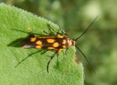 Eretmocera chrysias