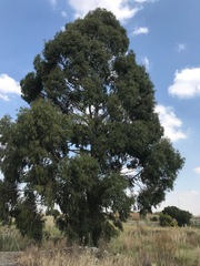 Eucalyptus camaldulensis