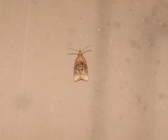 Platynota flavedana
