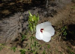Hibiscus meraukensis