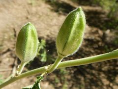 Hibiscus meraukensis