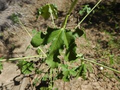 Hibiscus meraukensis