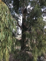 Eucalyptus camaldulensis