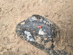 Lycomorpha regulus