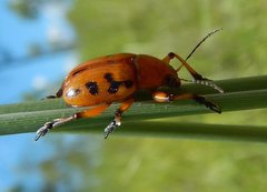 Rhyparida didyma
